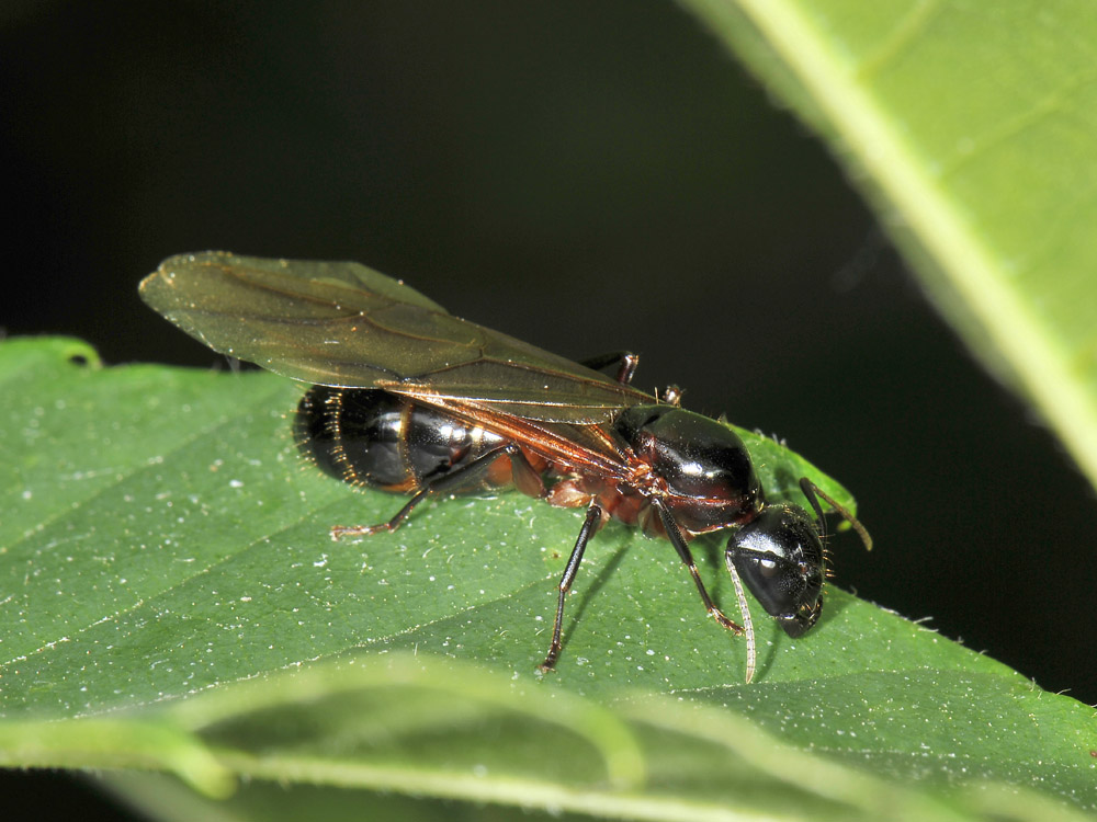 Camponotus ligniperda?